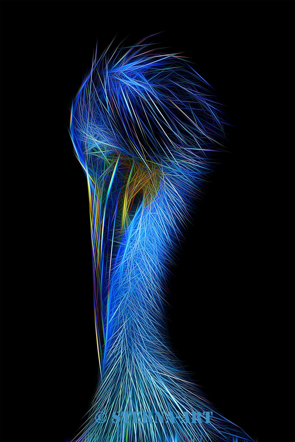 Achim Sterna – Fotografie – Stilisierte blaue und violette Fraktalkunst, die den Kopf und Hals eines Vogels mit filigranen, federartigen Mustern auf schwarzem Hintergrund darstellt.