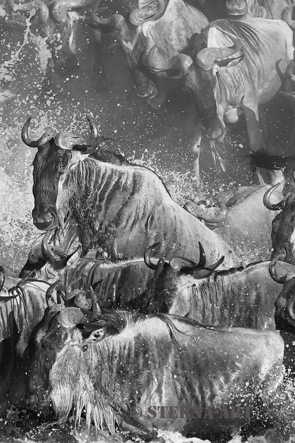 Achim Sterna – Fotografie – Schwarz-Weiß-Foto einer Gnuherde, die bei einer Flussüberquerung durchs Wasser watet