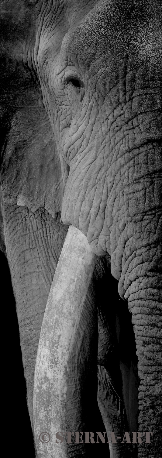 Achim Sterna - Fotografie - Nahaufnahme eines Elefantengesichts in Schwarzweiß, die die detaillierte Hautstruktur und einen großen Stoßzahn zeigt