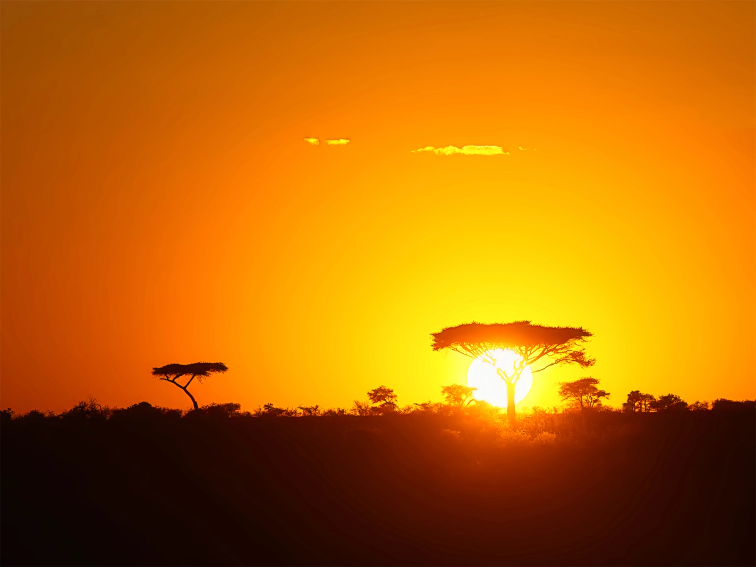 Achim Sterna - Fotografie - Strahlend orangefarbener Sonnenaufgang über der Silhouette von Bäumen in einer afrikanischen Savannenlandschaft
