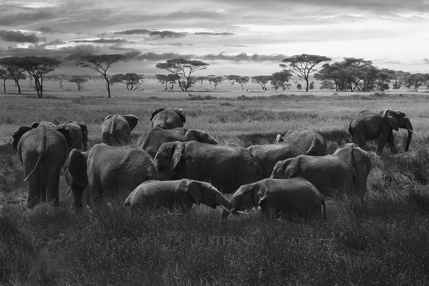 Achim Sterna - Fotografie - Elefantenherde in einer grasbewachsenen afrikanischen Savannenlandschaft unter bewölktem Himmel, zwei junge Elefanten berühren sich mit ihren Rüsseln